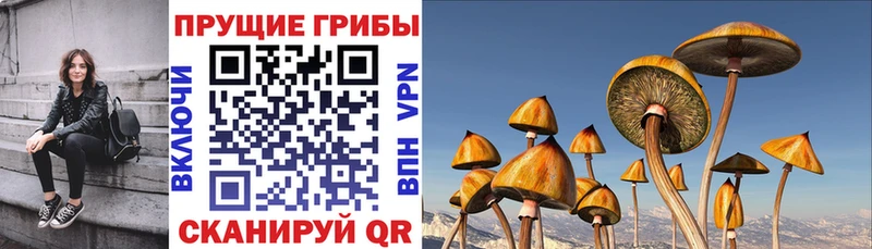 нарко площадка клад  блэк спрут маркетплейс  Псилоцибиновые грибы MAGIC MUSHROOMS  Камбарка  закладки 